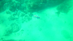 Abudefduf troschelii