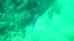 Abudefduf troschelii