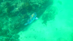 Abudefduf troschelii