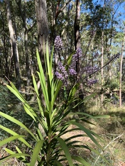 Cordyline stricta