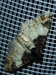 Catarhoe cuculata
