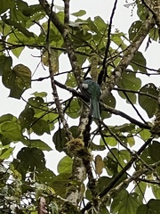 Trogon collaris