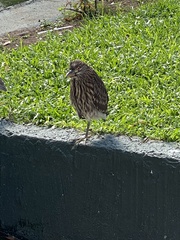 Nycticorax nycticorax