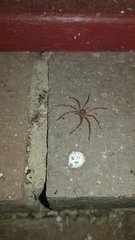 Heteropoda jugulans