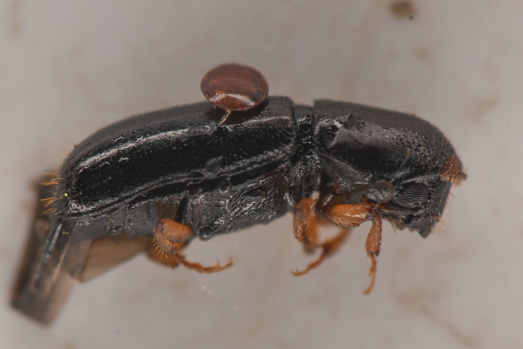Western hemlock wood stainer