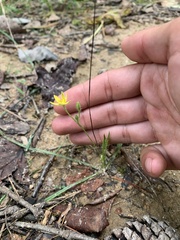 Hypoxis hirsuta