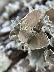 Parmotrema perforatum