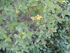 Lonicera utahensis