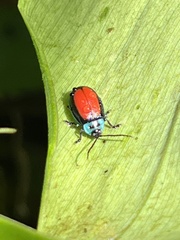 Aspicela scutata