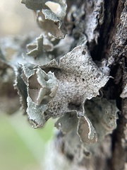 Parmotrema perforatum