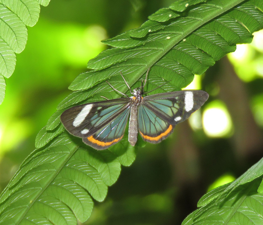 Dioptis uniguttata