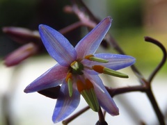 Dianella caerulea producta