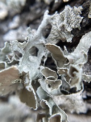 Parmotrema perforatum