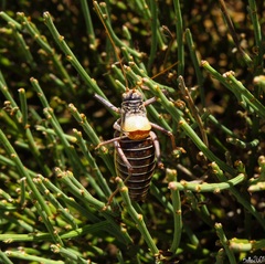 Lluciapomaresius stalii