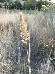Phalaris aquatica