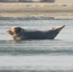 Halichoerus grypus grypus