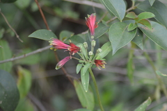 Alstroemeria psittacina