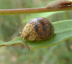 Paropsis obsoleta