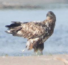 Haliaeetus albicilla