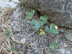 Sibbaldiopsis tridentata