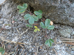 Sibbaldiopsis tridentata