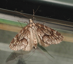 Cladara limitaria