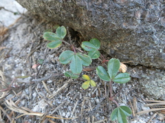 Sibbaldiopsis tridentata