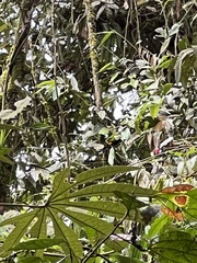 Ramphocelus flammigerus
