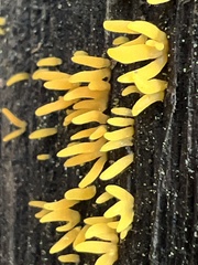Mucronella flava