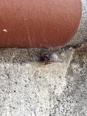 Steatoda