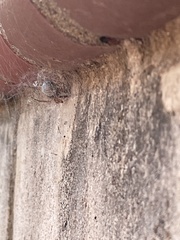 Steatoda