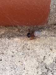 Steatoda
