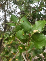 Dryocosmus minusculus