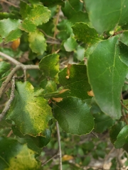 Dryocosmus minusculus