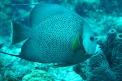 Pomacanthus arcuatus