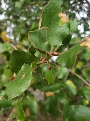 Dryocosmus minusculus