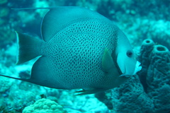 Pomacanthus arcuatus