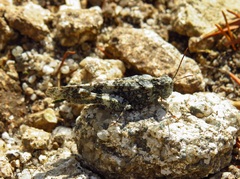 Oedipoda coerulea