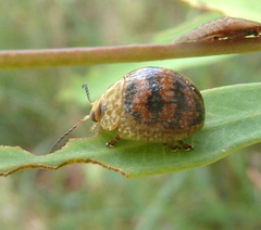 Paropsis obsoleta
