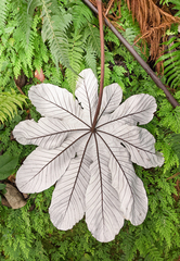 Cecropia schreberiana