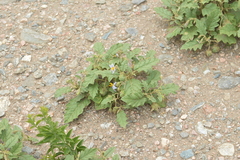 Solanum juvenale