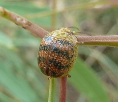 Paropsis obsoleta