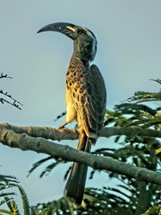 Lophoceros nasutus