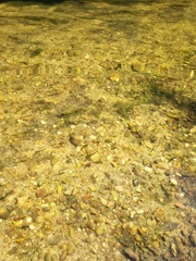 Crenicichla lepidota