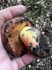 Suillellus amygdalinus