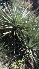 Yucca baccata baccata