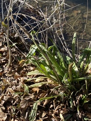 Plantaginaceae