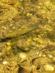 Crenicichla lepidota