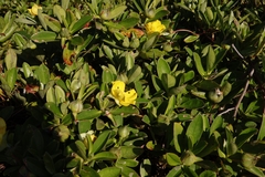 Hibbertia scandens