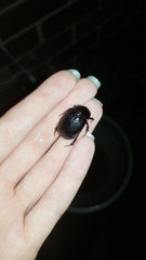 Pentodontini
